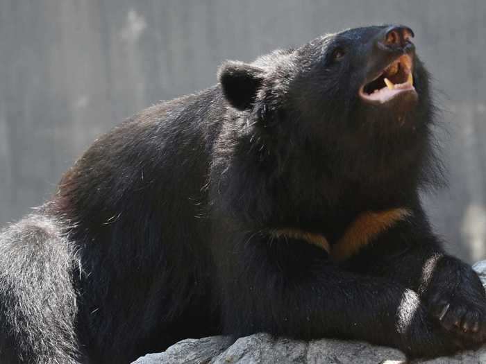 A wild bear was spotted on a softball field and remains on the loose.