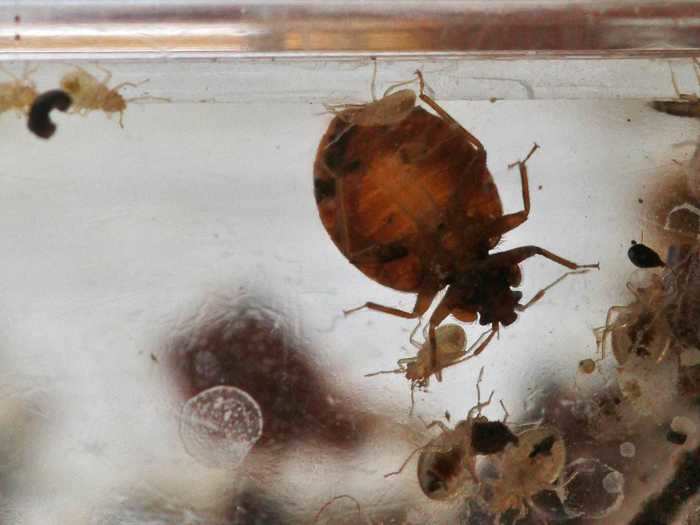 If you suspect you have been bitten by bedbugs, check your home for signs of an infestation.