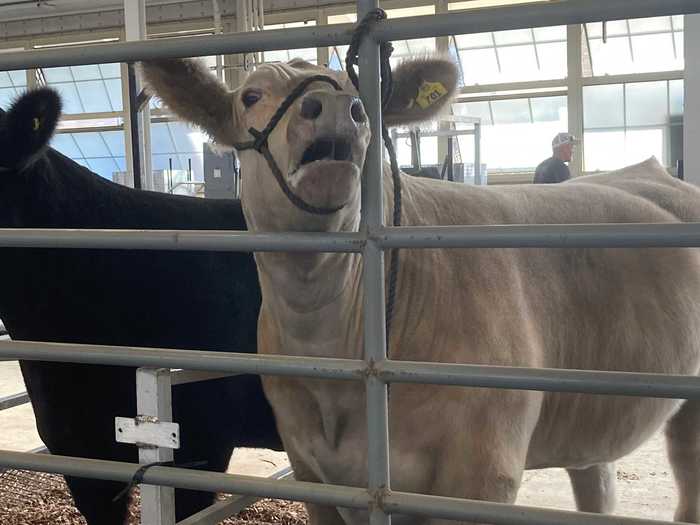 We saw horses, pigs, lambs, goats, turkeys, ducks, chickens, and this rather insistent gray cow who didn