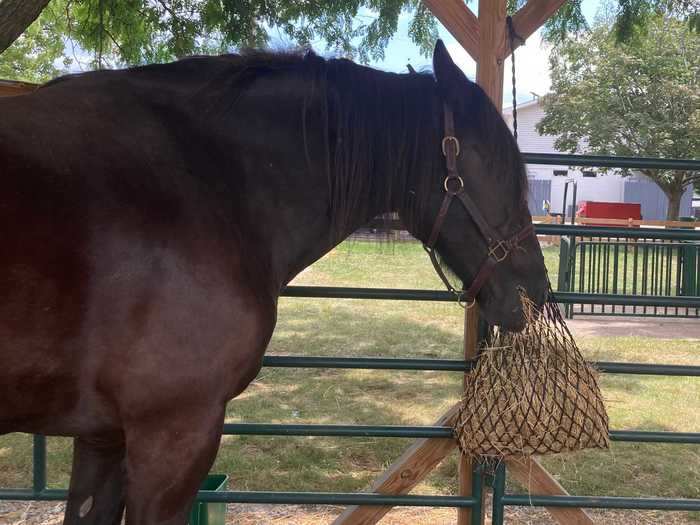 We visited animals at the fair