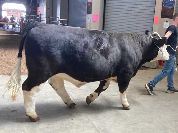 Then, of course, there were the animals. Hoosiers from around the state bring their prize livestock to the state fair to compete for ribbons and bask in the admiration from other fair-goers.