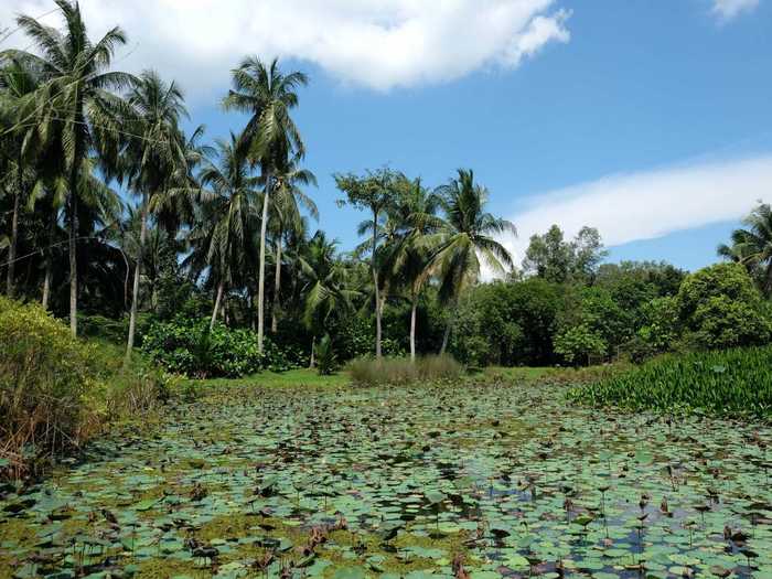 Cycling around Pulau Ubin led to a day full of picturesque nature scenes like this pond covered with lily pads and encircled by palm trees.