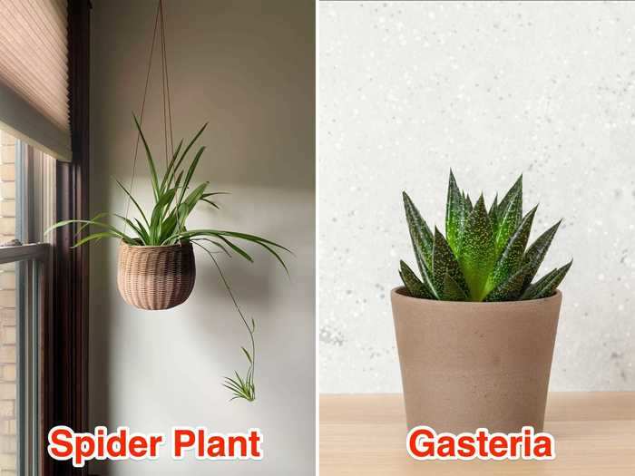 In the office, go with a Gasteria or spider plant to glance at through your work day.