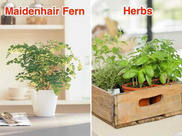 Grow herbs to use in the kitchen, or go with a fern so it stays out of the way when you