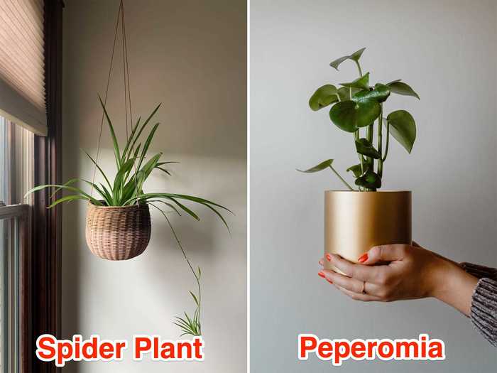 If you want to grow plants in a kid