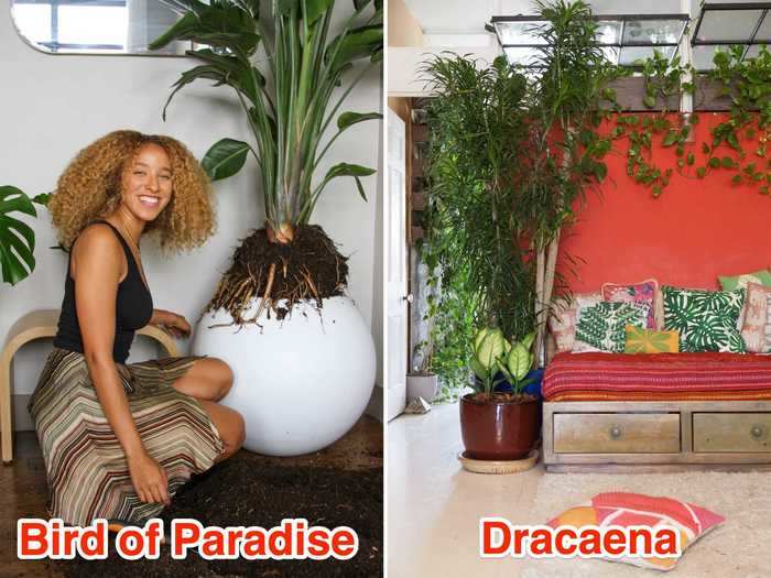 Put a large plant in your living room, like a Dracaena or a Bird of Paradise.