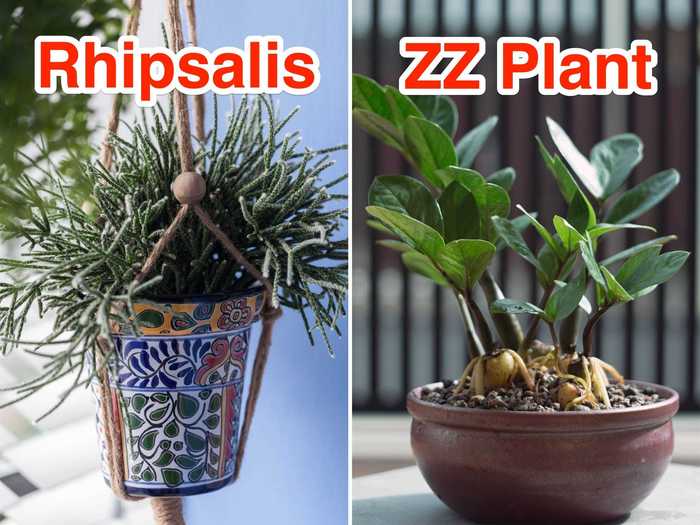 In the bathroom, try a Rhipsalis Pilocarpa if you have a window, or a ZZ plant if you don