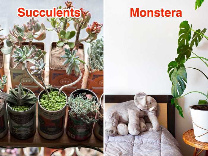 Plant stylists Maryah Greene and Summer Rayne Oakes said that Monstera or succulents are great for bedroom spaces.