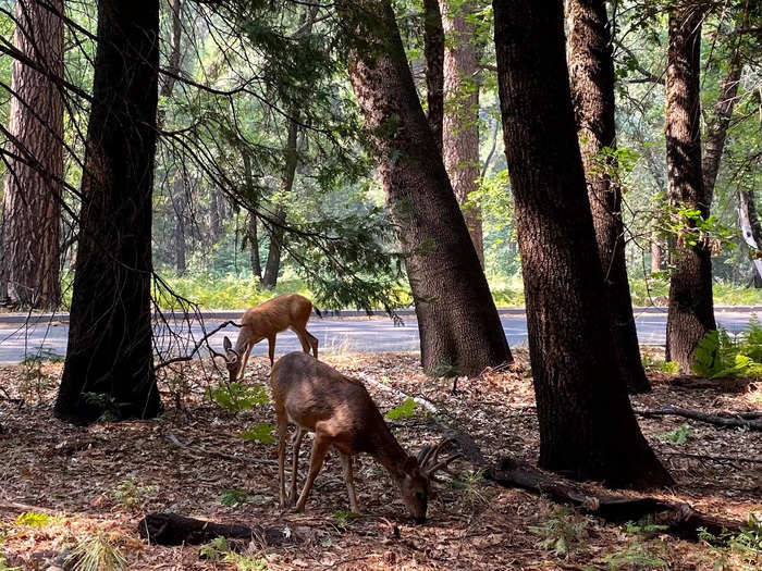 By this point in the day, the only real crowd I had seen was a small group of people stopping to look at two deer.