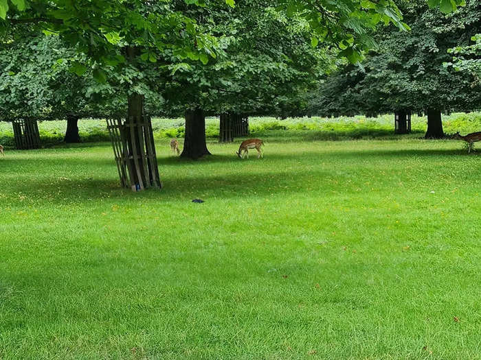 Next up was Bushy Park, London