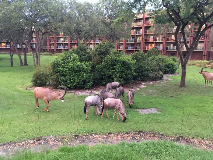 You can check in on the animals at Disney