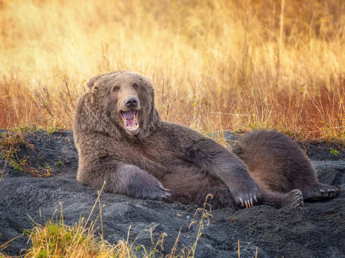 Wenona Suydam came across a bear that may have watched "Titanic" one too many times in this photo titled "Draw Me Like One Of Your French Bears."