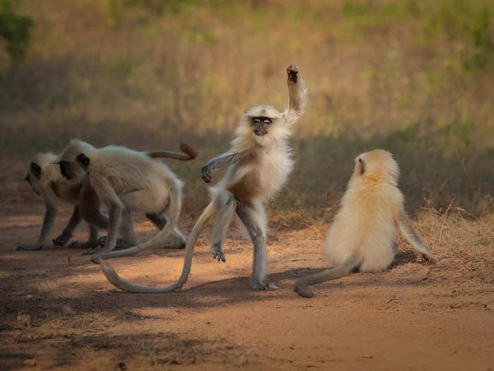 A langur monkey appears to feel the rhythm in "Dancing Away to Glory" by Sarosh Lodhi.
