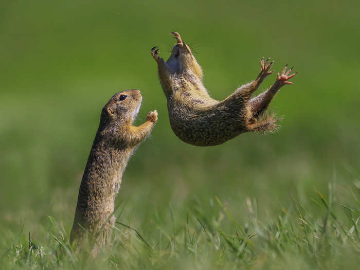 Kranitz also captured a gopher taking a flying leap in "I Got You."