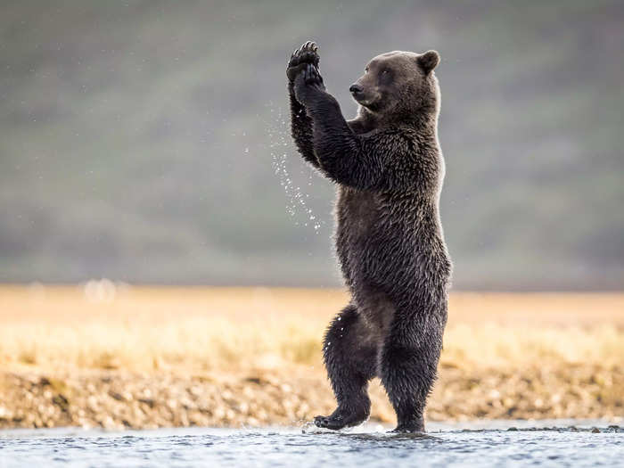 Rick Elieson photographed a bear appearing to dance in "Cotton-Eyed Joe."