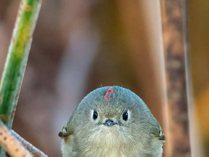 A ruby-crowned kinglet appears to ask photographer Patrick Dirlam, "Did I Say You Could Take My Picture?"