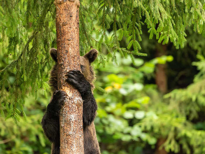 Pal Marchhart played a game of "Peekaboo" with a bear cub.