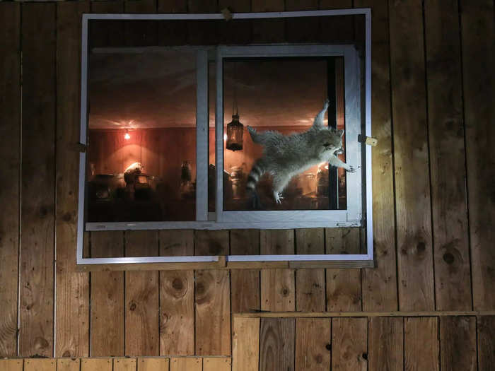"How Do You Get That Damn Window Open?" by Nicolas de Vaulx shows a raccoon mid-heist.