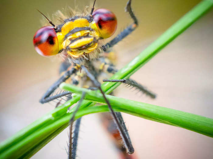 A friendly damselfly appears to wave to the camera in "Welcome to Nature" by Mattias Hammar.