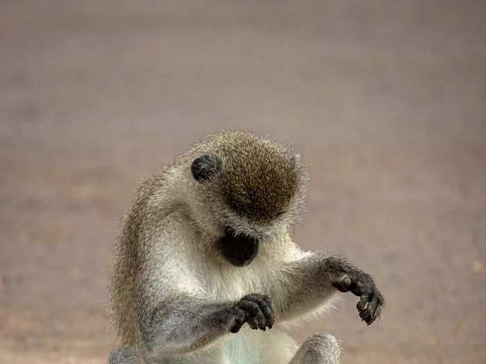 Larry Petterborg titled this photo of a vervet monkey "Just Checking."