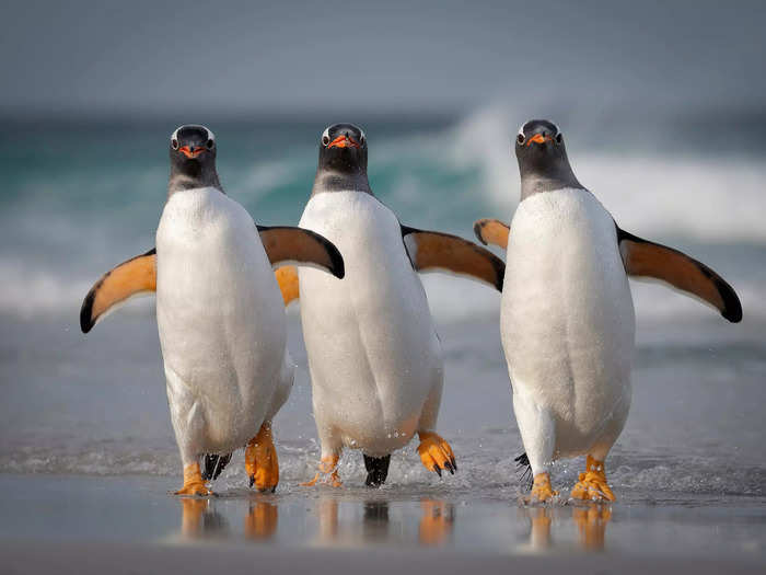 Joshua Galicki titled this photo of penguins in motion "We