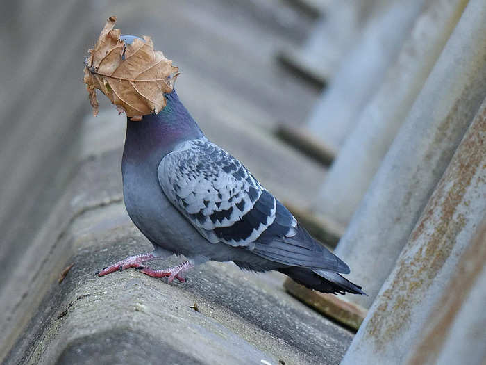 Autumn smacked this pigeon right in the face in John Speirs