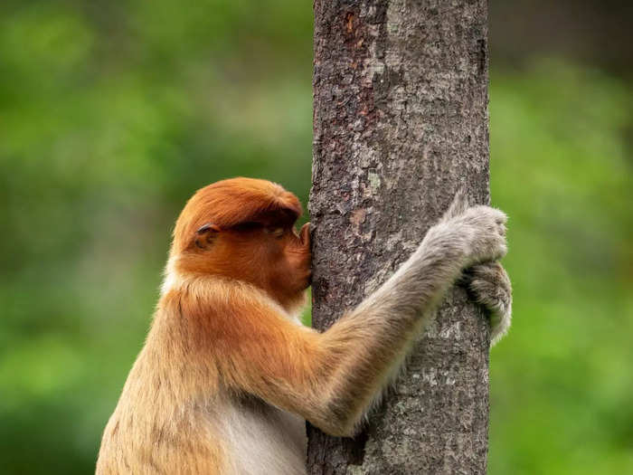 A monkey appears to be kissing a tree trunk in Jakub Hodan