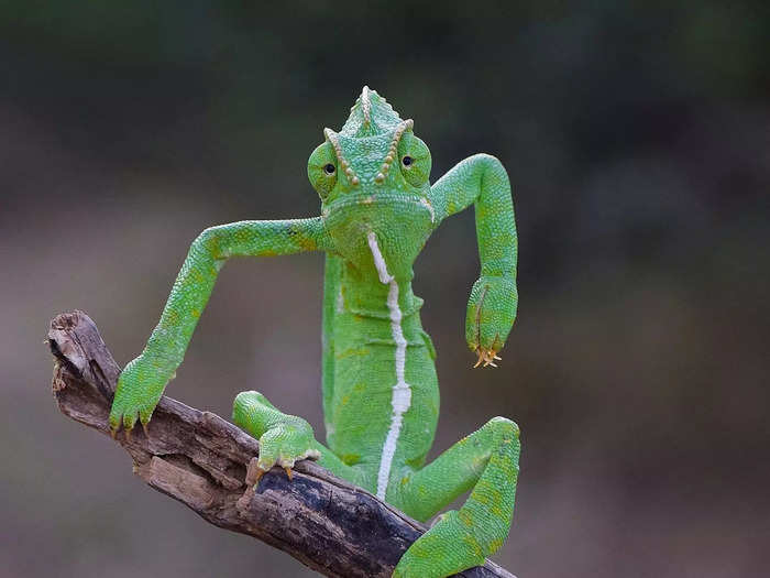 Gurumoorthy K. called this image of a chameleon "The Green Stylist."