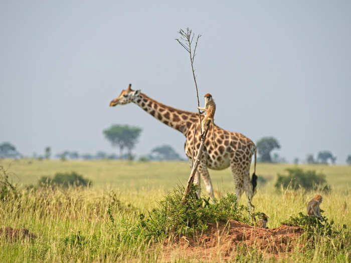 Dirk-Jan Steehouwer photographed a monkey hitching a ride in "Monkey Riding A Giraffe."