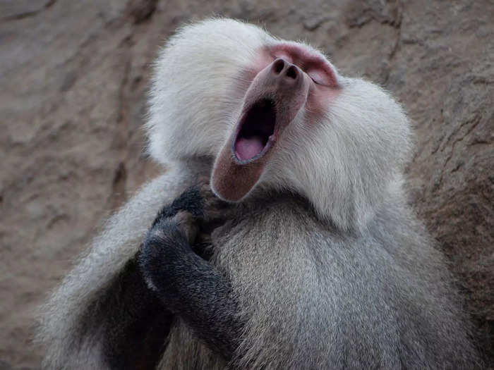 Clemence Guinard came across a baboon who looked ready to burst into song and titled the image "The Baboon Who Feels Like A Tenor."