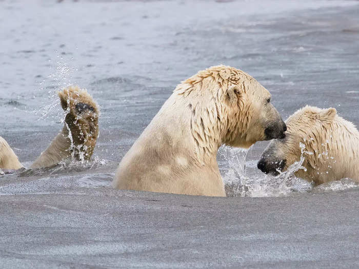 Cheryl Strahl photographed a polar bear hamming it up in "The Photobombing Wave."