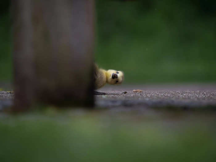 Charlie Page titled this photo of a gosling poking its head out "Peekaboo."