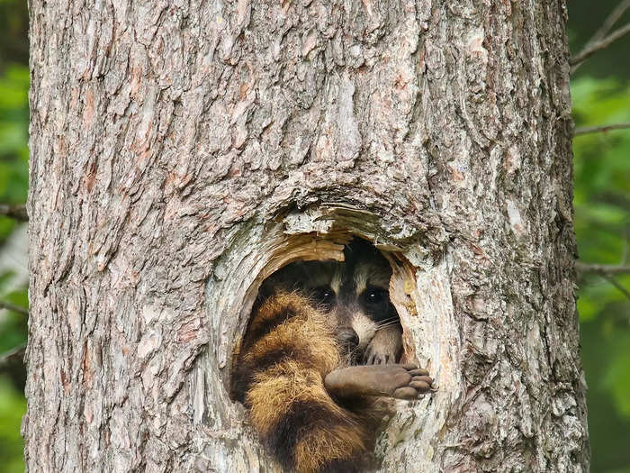 In "Foot Jam" by Brook Burling, a raccoon has a tough time fitting into a hole in a tree trunk.