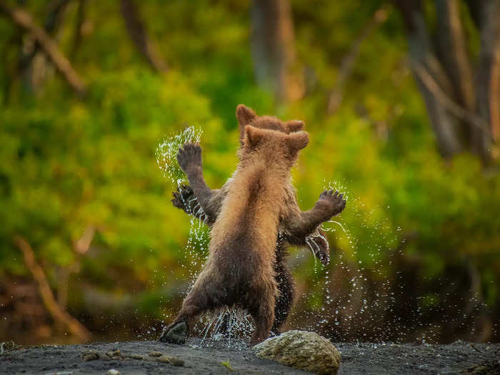 Parkinson also captured two bear cubs play-fighting in "Let