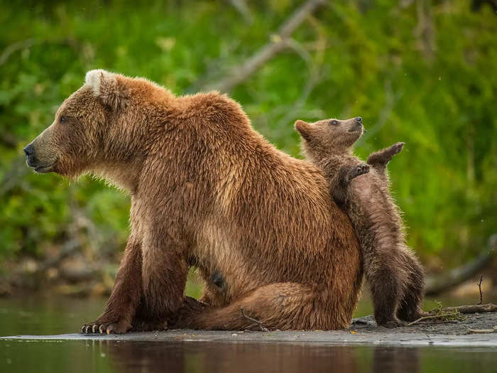 A bear cub leaned on its mother to enjoy the view in Andy Parkinson
