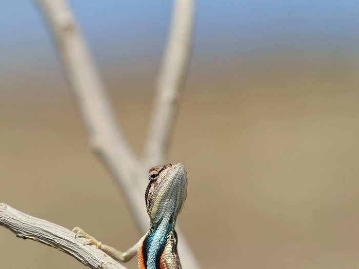 Photographer Aditya Kshirsagar titled this photo of a lizard striking a pose "Attitude!!"