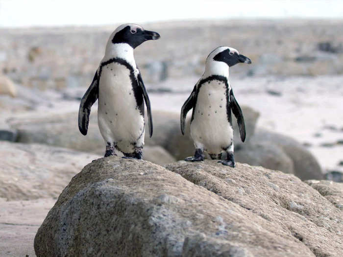 Critics adored the lightweight docuseries "Penguin Town."