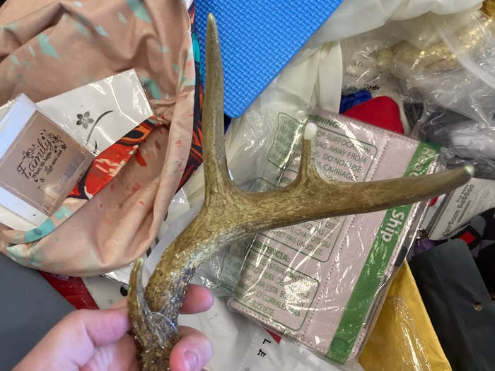 ... a deer antler ...