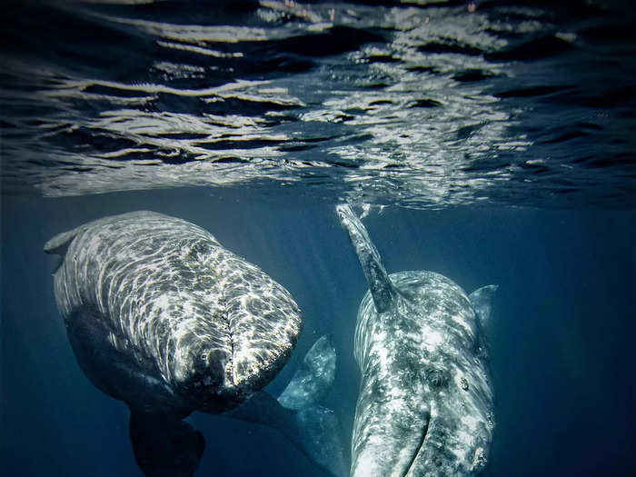 Finally, an image of two gray whales and their perfect poses earned Mikayla Jones third place in the young photographer of the year category.