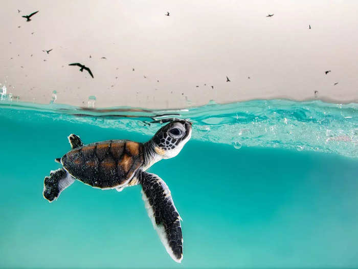 Hannah Le Leu was deemed the young photographer of the year for her image of a green sea turtle hatchling bobbing in the ocean.