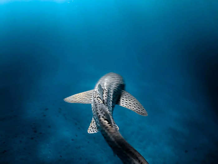 A breathtaking image of a leopard shark by Emily Ledwidge placed third in the female fifty fathoms category.