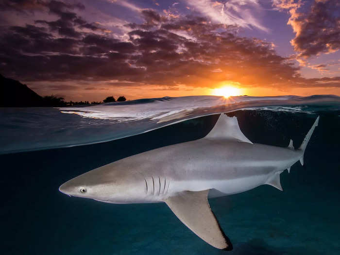 For the first time, the competition added a "female fifty fathoms" award, designed to celebrate women photographers. Renee Capozzola won first place with her portfolio of work, including this image of a blacktip reef shark.