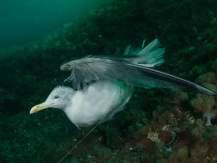 Second-place in the category also features the tragic outcome of fishing line. Galice Hoarau snapped this image of a seagull caught on a ghost fishing line in Norway.