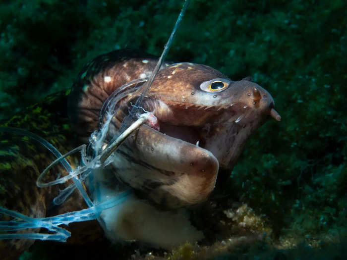 Kerim Sabuncuoglu won in the conservation photographer of the year for this heart-wrenching image of a dead moray eel on a fishing line.