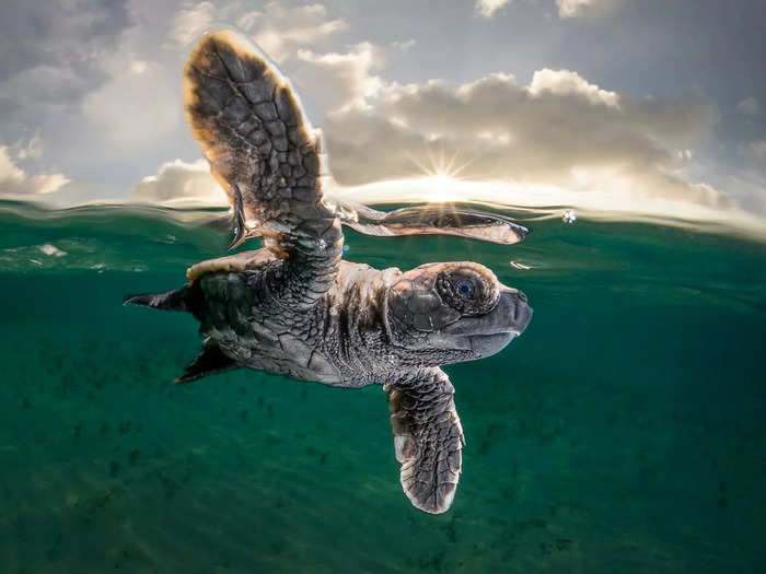 Third place in the overall contest went to Matty Smith for his image of a hawksbill turtle hatchling heading out to sea. The turtle was just a few minutes old, according to Smith