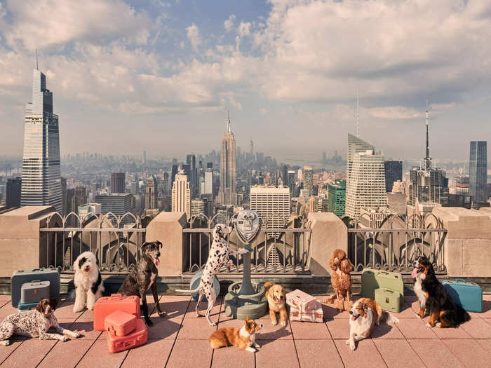 His series "Dogs of New York City" humanizes pups as they experience the Big Apple, "where dogs have such a unique and joyful role in city life," Malin told Insider.