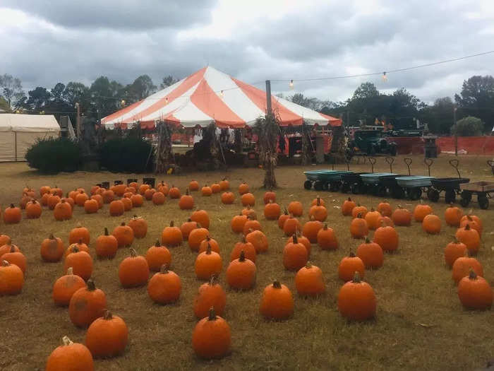 VIRGINIA: Pumpkinville in Toano