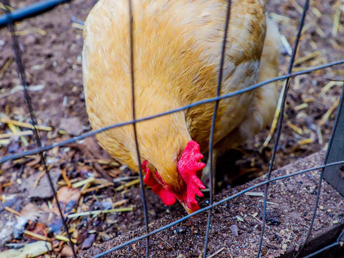 The eggs are also a best-seller in Golden Door Country Store, as well as items like pesto sausage.