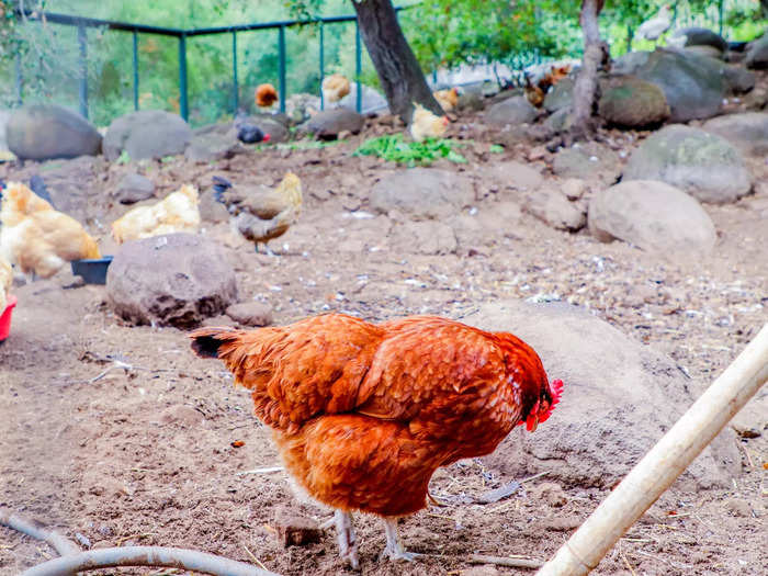 A coop with around 70 chickens supplies the eggs for the spa.