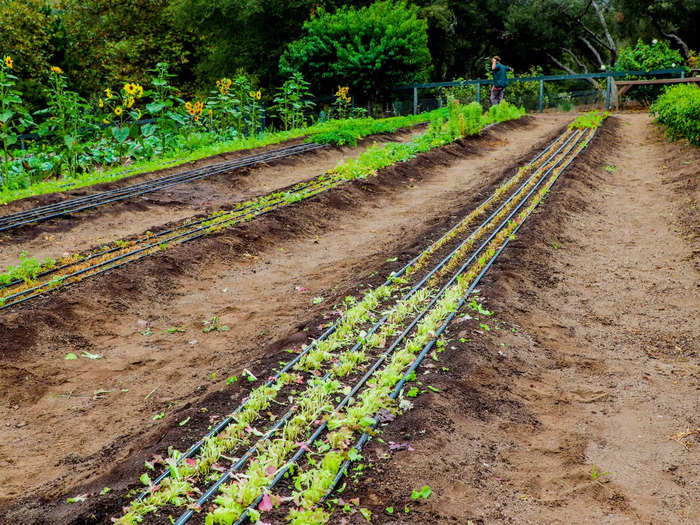 Some rows had been recently cleared, indicating that the produce was used that same day by Golden Door chefs. And whatever Golden door doesn